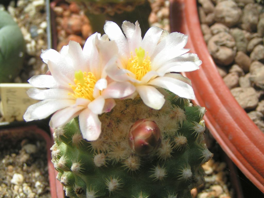 Pediocactus knowltonii SB 130